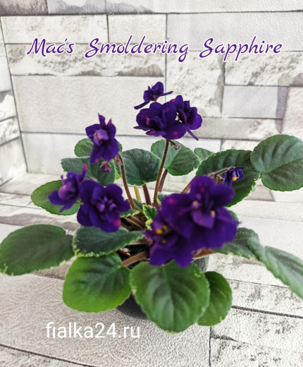 Mac's Smoldering Sapphire (McDonald)