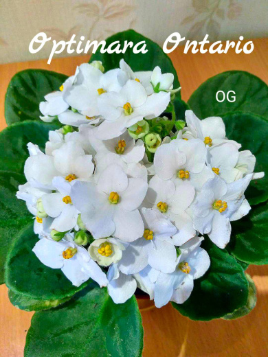 Optimara Ontario (Holtkamp)
