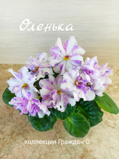 Оленька (Артемова/Андрусенко)