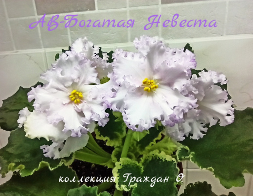 АВ-Богатая Невеста