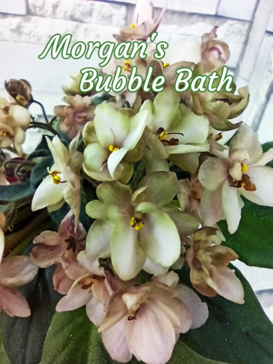Morgan's Bubble Bath (Eros)
