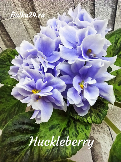 Huckleberry (Fredette)