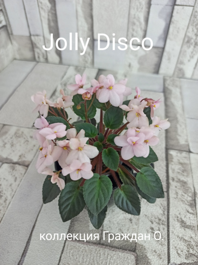 Jolly Disco (Pittman)