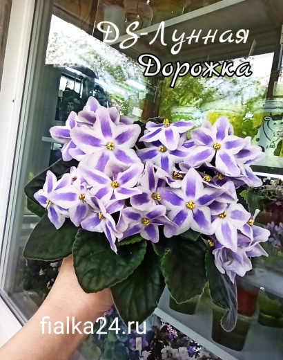 DS-Лунная дорожка