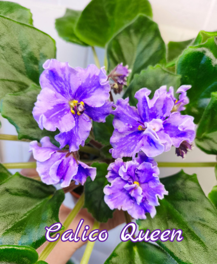 Calico Queen (Sorano/LLG)