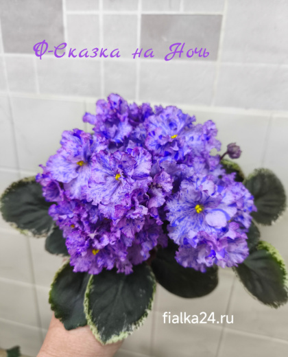 Ф-Сказка на Ночь
