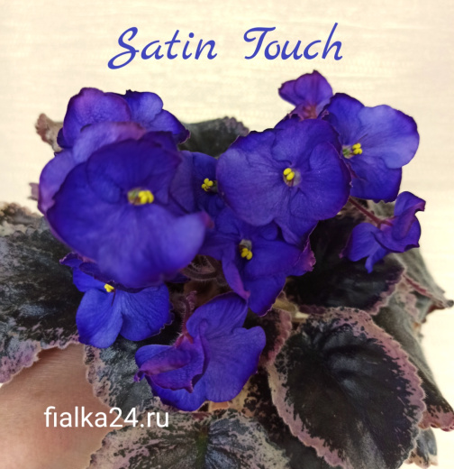 Satin Touch (LLG)