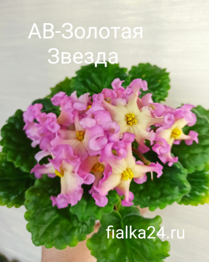 АВ-Золотая Звезда
