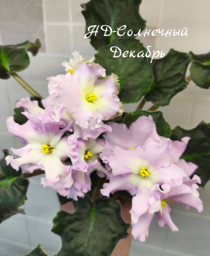 НД-Солнечный Декабрь