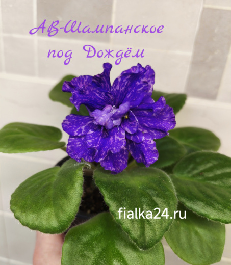 АВ-Шампанское под Дождем