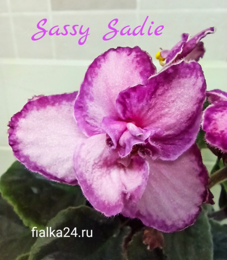Lyon's Sassy Sadie (Sorano)