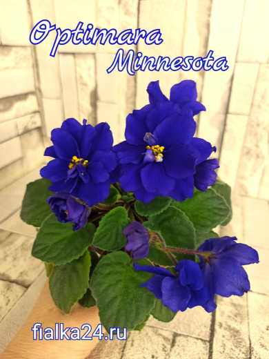 Optimara Minnesota (Holtkamp)