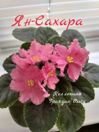 Ян-Сахара