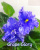Grape Glory (LLG/Sorano)