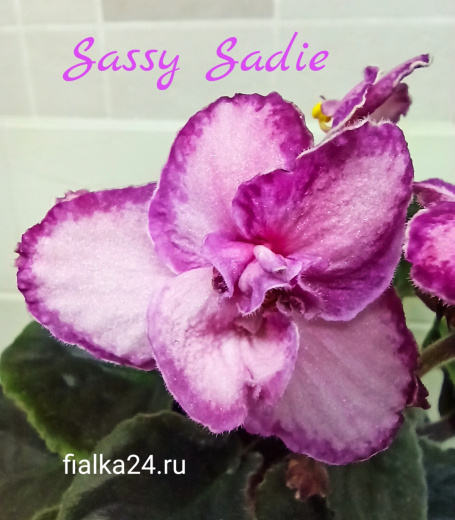Lyon's Sassy Sadie (Sorano)