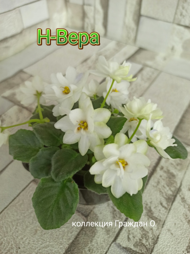 Н-Вера