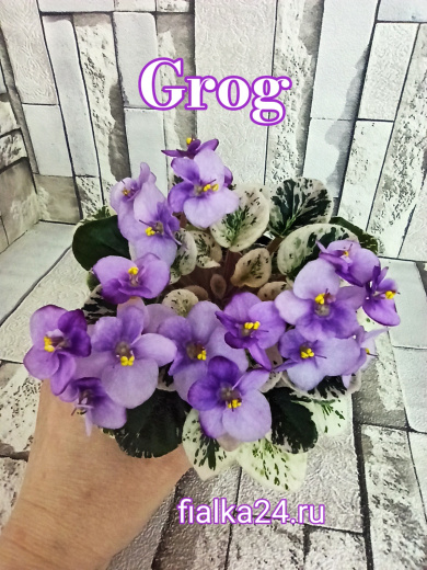 Grog (Pittman)