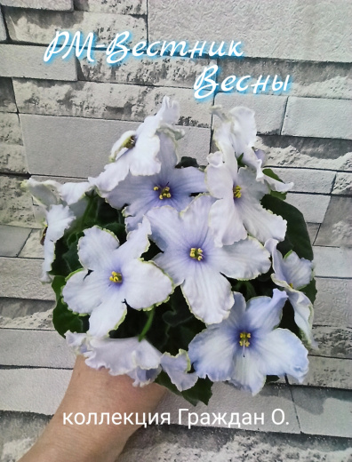 РМ-Вестник Весны
