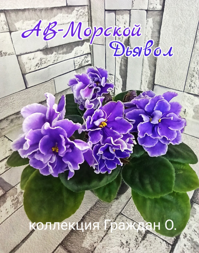 АВ-Морской Дьявол