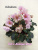 Rob’s Antique Rose (Robinson)