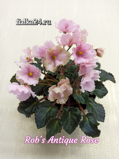 Rob’s Antique Rose (Robinson)