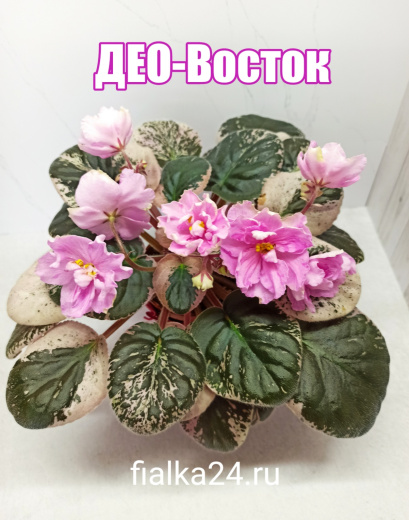 ДЕО-Восток