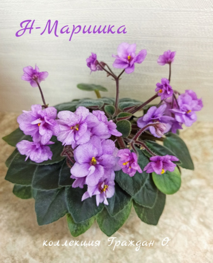 Н-Маришка