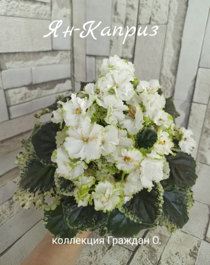 Ян-Каприз