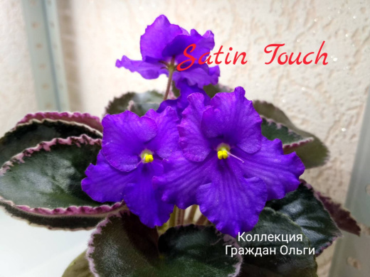 Satin Touch (LLG)