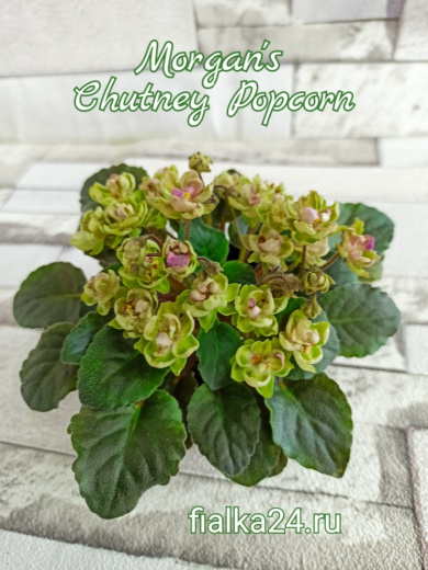 Morgan's Chutney Popcorn