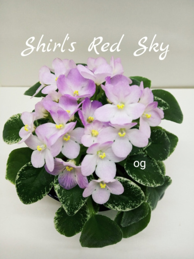 Shirl’s Red Sky (Sanders)