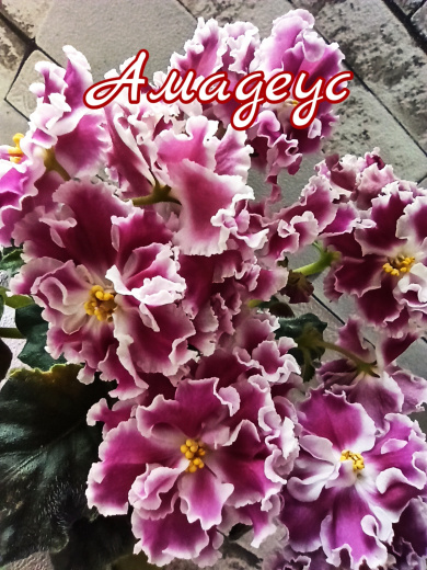 Амадеус