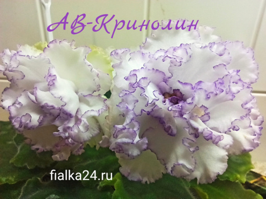АВ-Кринолин