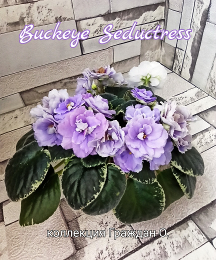 Buckeye Seductress (Hancock)