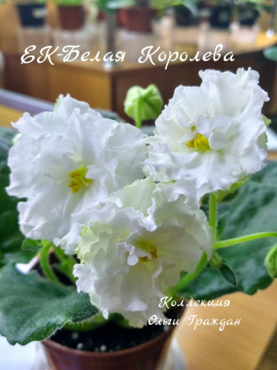ЕК-Белая королева
