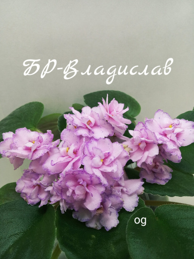 БР-Владислав  