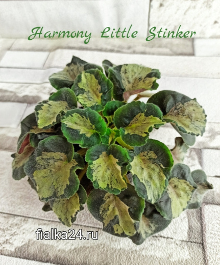 Harmony’s Little Stinker (Harmony)
