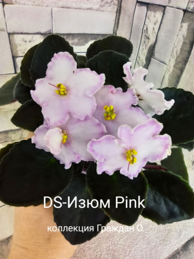 DS-Изюм Pink