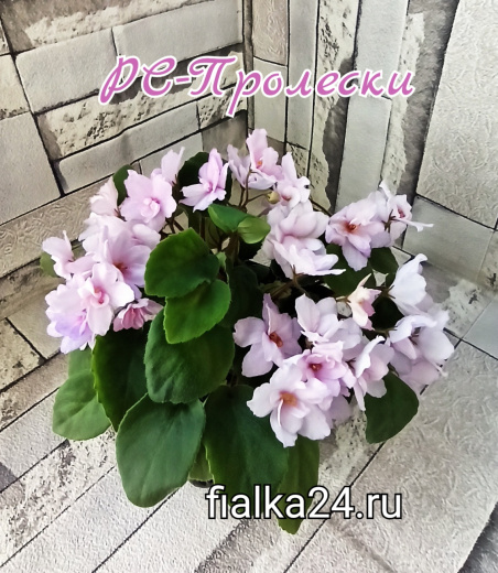 РС-Пролески