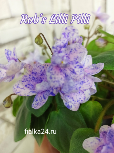 Rob's Lilli Pilli (Robinson)