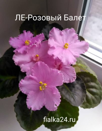 ЛЕ-Розовый Балет