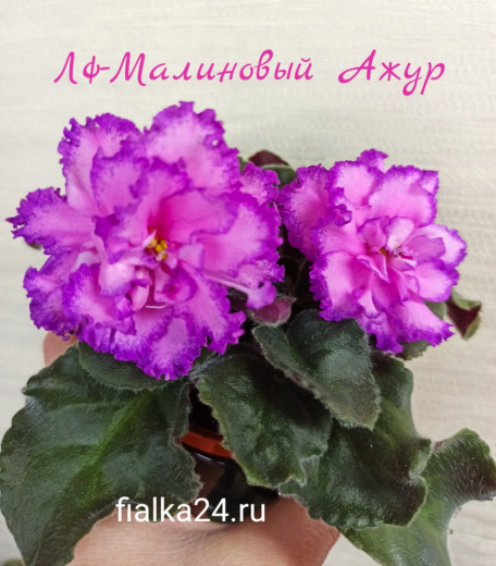 ЛФ-Малиновый Ажур