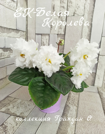 ЕК-Белая королева