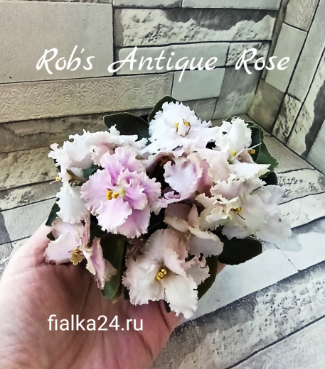 Rob’s Antique Rose (Robinson)