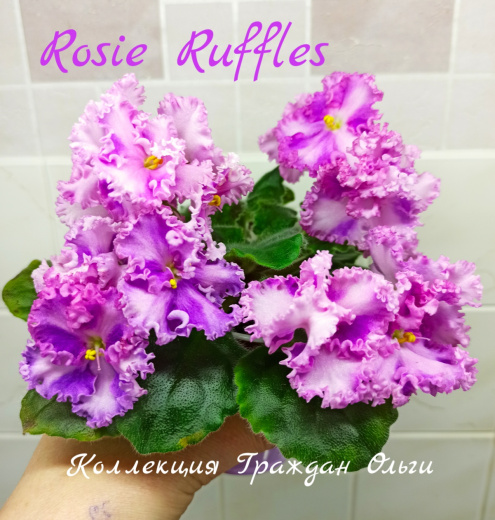 Rosie Ruffles (Harrington)
