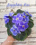 Sapphire Ice (LLG)