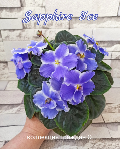 Sapphire Ice (LLG)