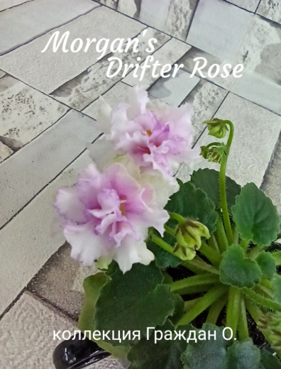 Morgan's Drifter's Rose (Eros)