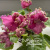 НД-Наденька-Надюша