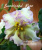 Sunkissed Rose (LLG/Herringshaw)